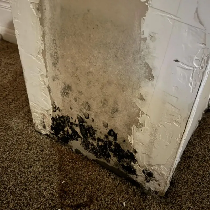 Professional Mold Removal in Colchester, CT